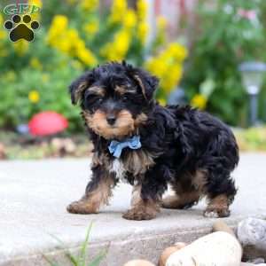 Charlie, Yorkie Poo Puppy